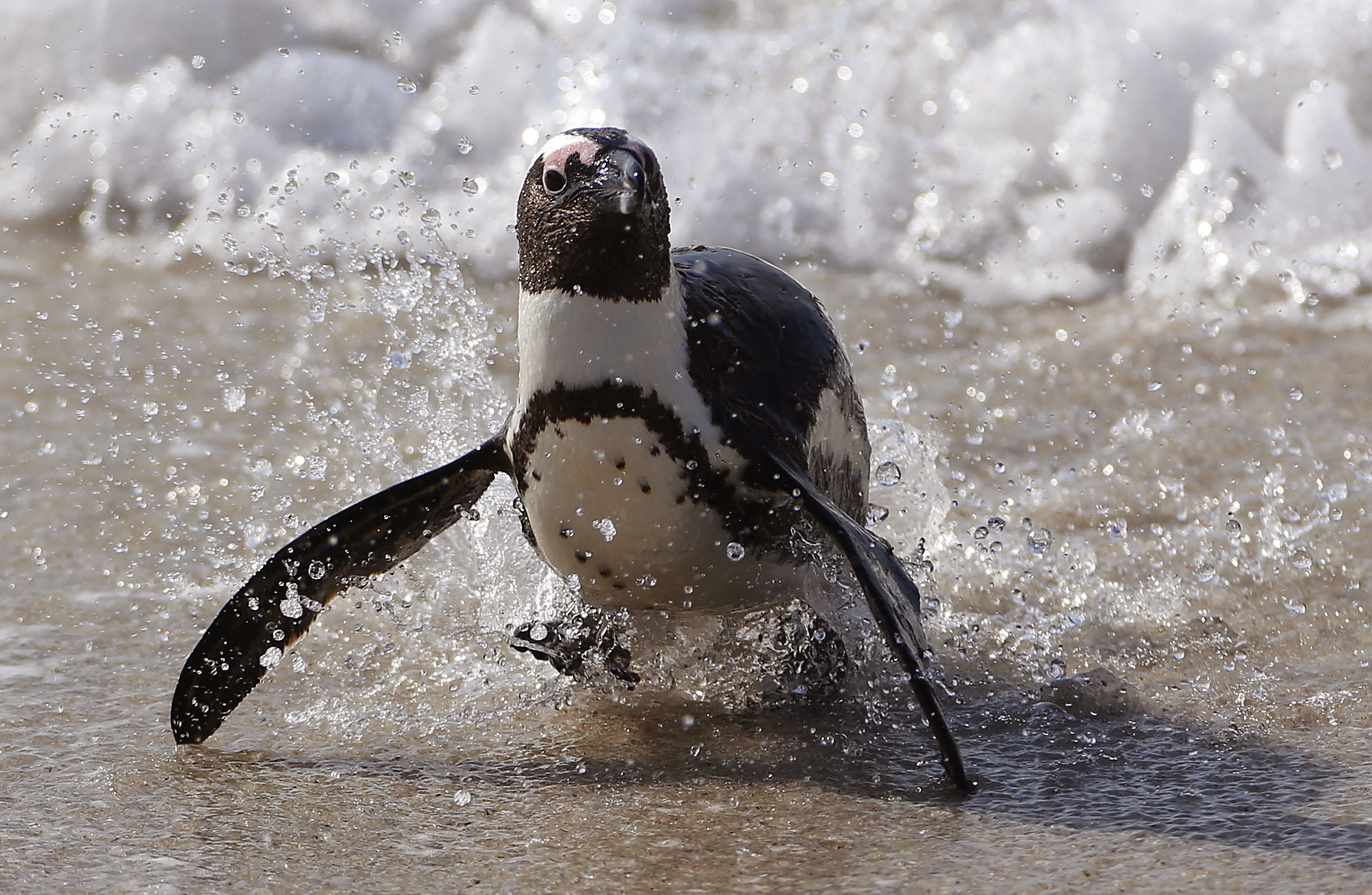 Bees kill dozens of endangered penguins in South Africa