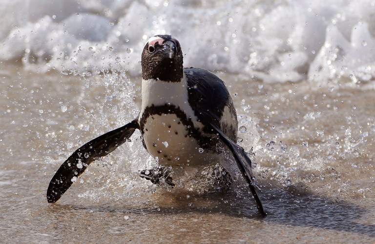 Bees kill dozens of endangered penguins in South Africa