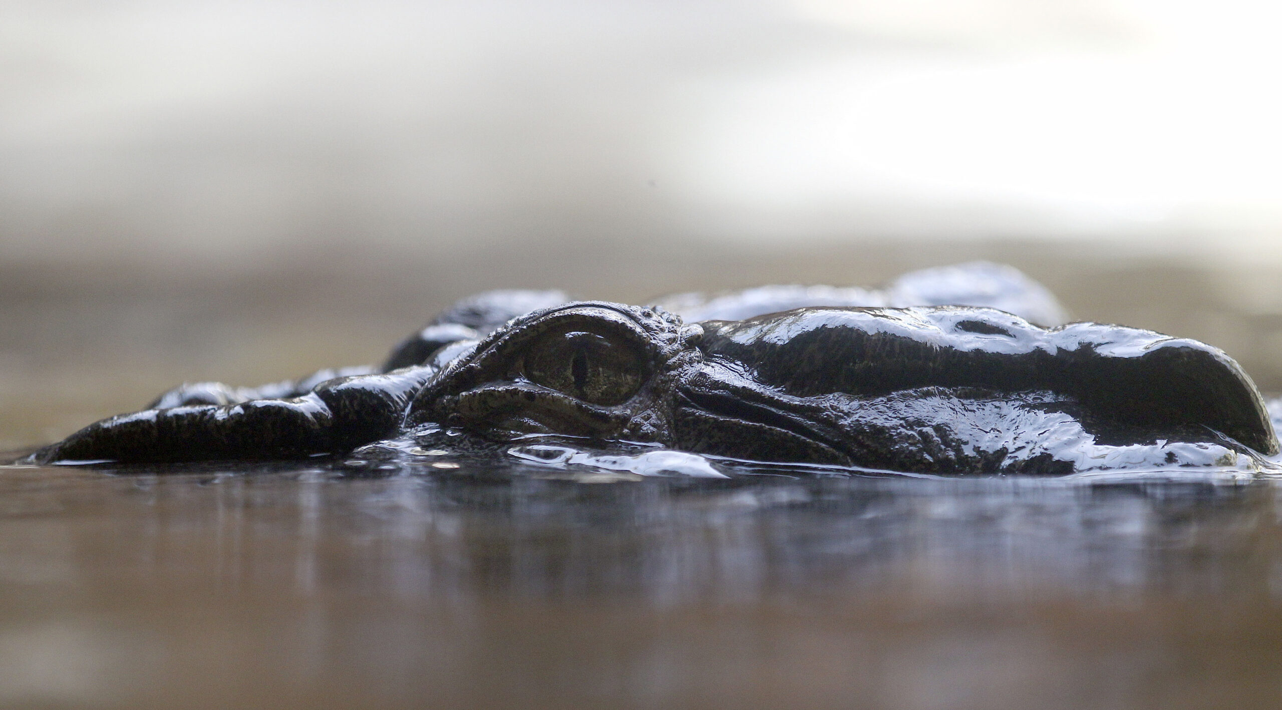 British woman punches crocodile to save twin sister
