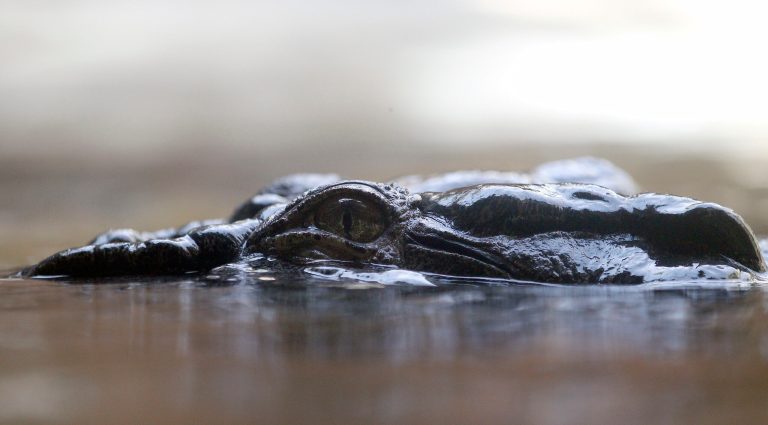 British woman punches crocodile to save twin sister