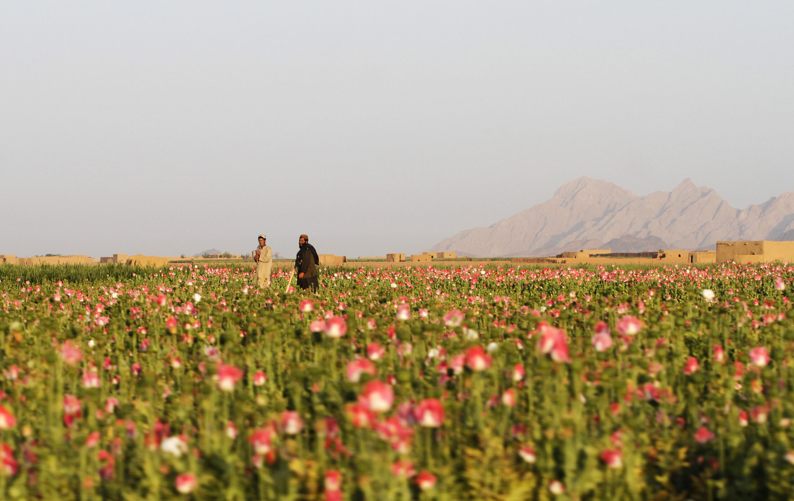 Pentagon warns service members against eating poppy seeds