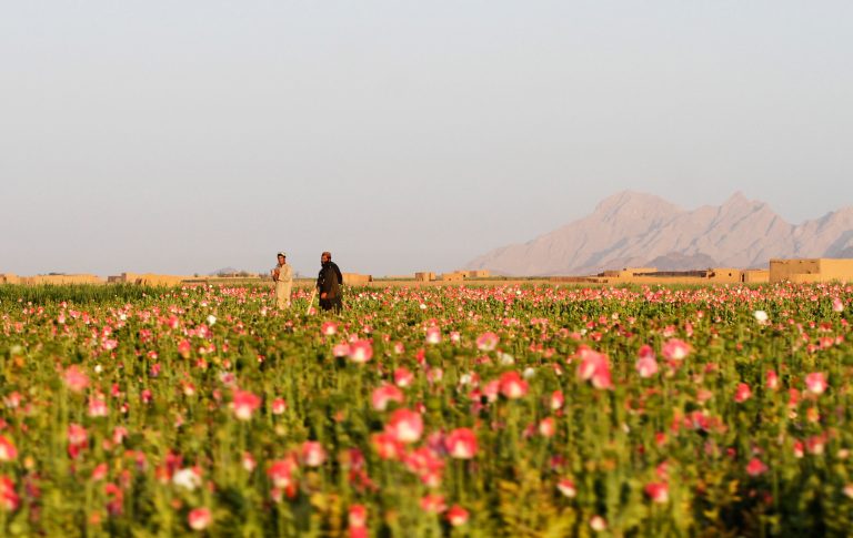 Pentagon warns service members against eating poppy seeds