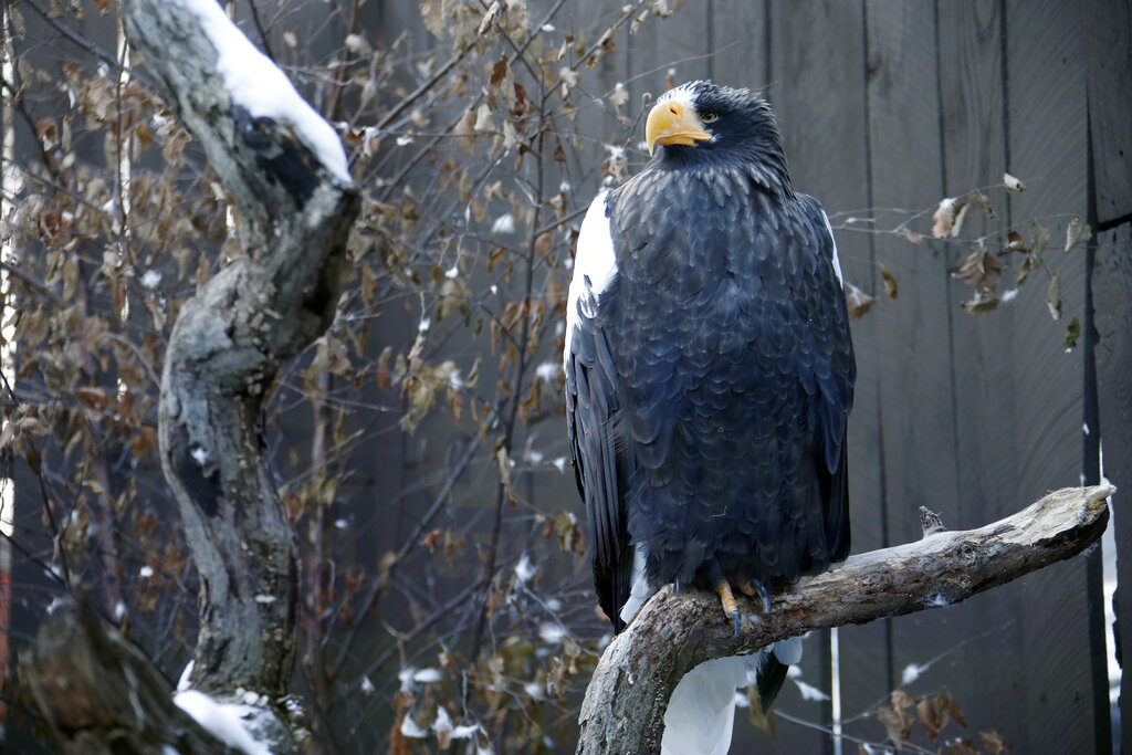Rare eagle native to Asia spotted in New England