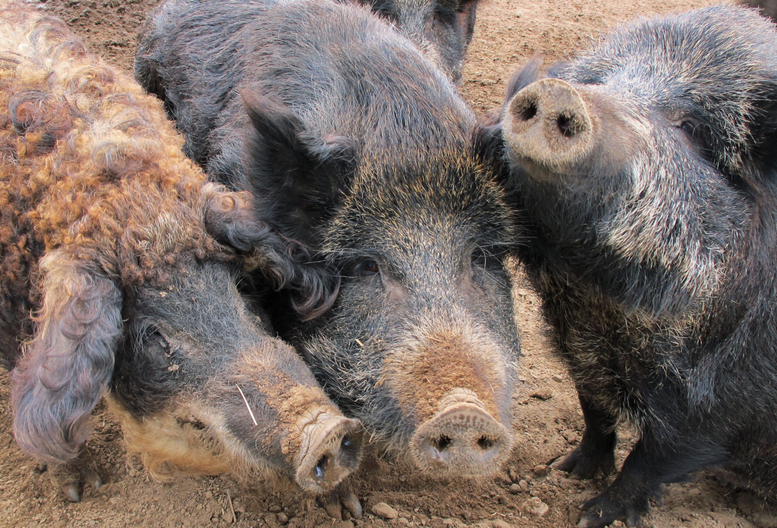Exotic Swine Michigan