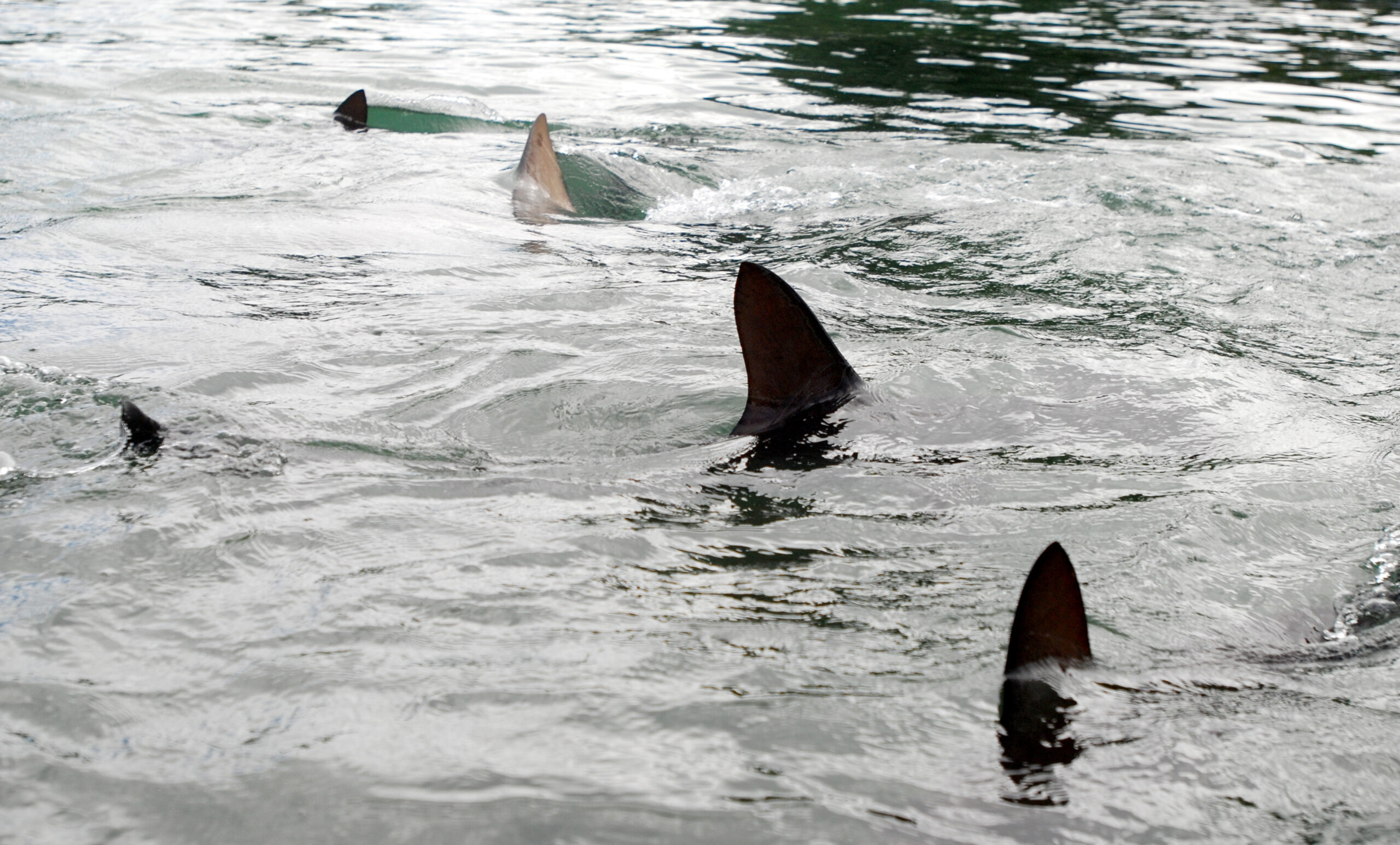 Four swimmers bitten by suspected sharks near Long Island beach