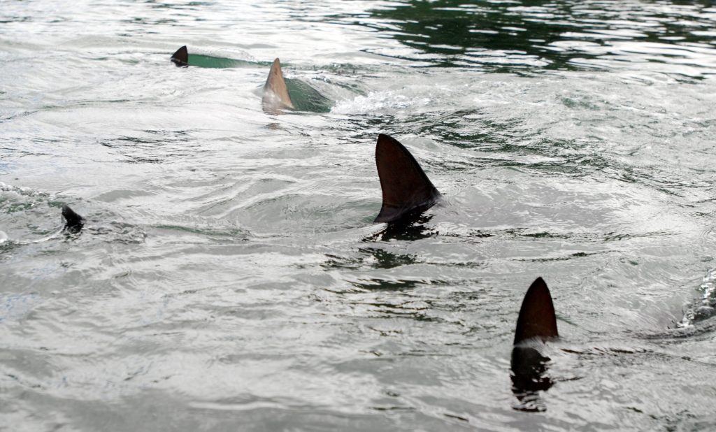 Four swimmers bitten by suspected sharks near Long Island beach