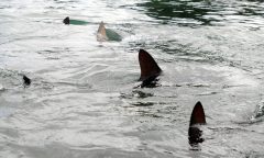 Four swimmers bitten by suspected sharks near Long Island beach