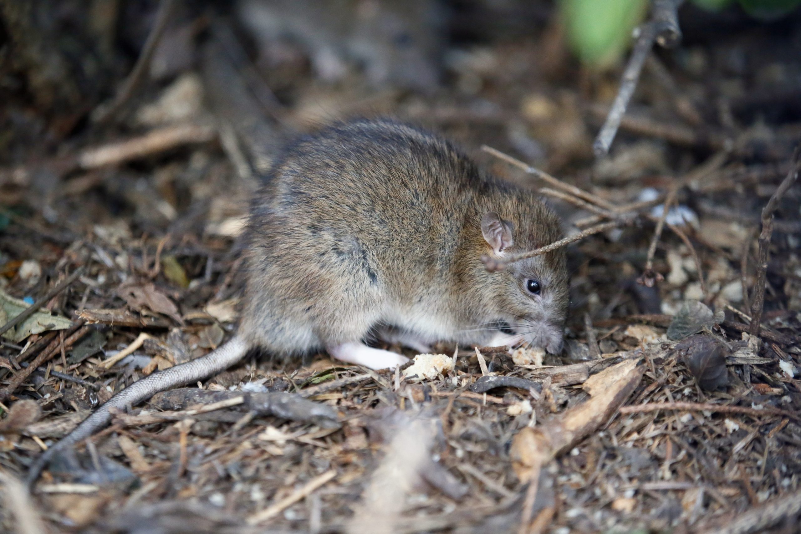 France Rats