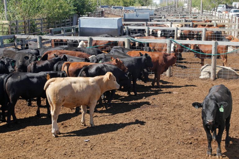 Cows are pictured at the Oklahoma National Stock Yards in Oklahoma City, Monday, Sept. 10, 2012. (AP Photo/Sue Ogrocki)