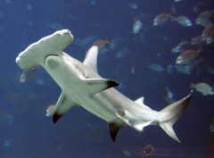 SEE IT: Massive hammerhead shark sends swimmer running at Alabama beach