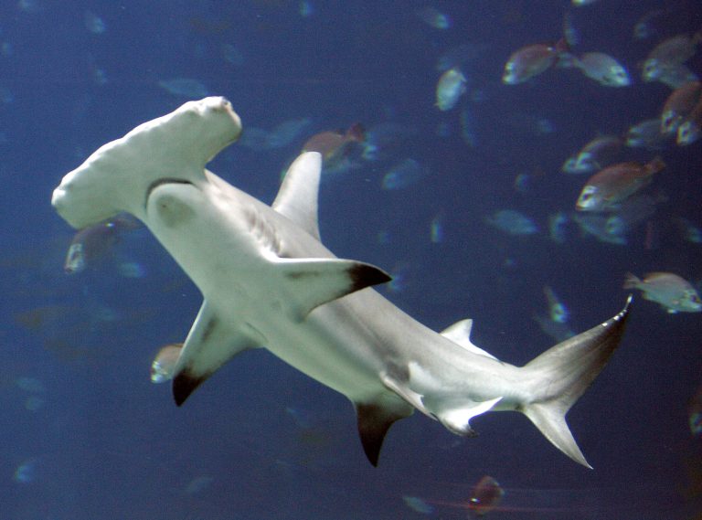 FILE - In this Oct. 27, 2005 file photo, a hammerhead shark swims in a large tank at the Georgia Aquarium in Atlanta. A hammerhead shark was spotted on Aug. 15, 2022 near the coast at Orange County beach in Alabama, chasing a stingray. (AP Photo/John Bazemore, File)