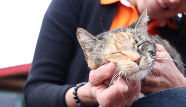 City official resigns after throwing his cat while appearing to drink alcohol during online meeting
