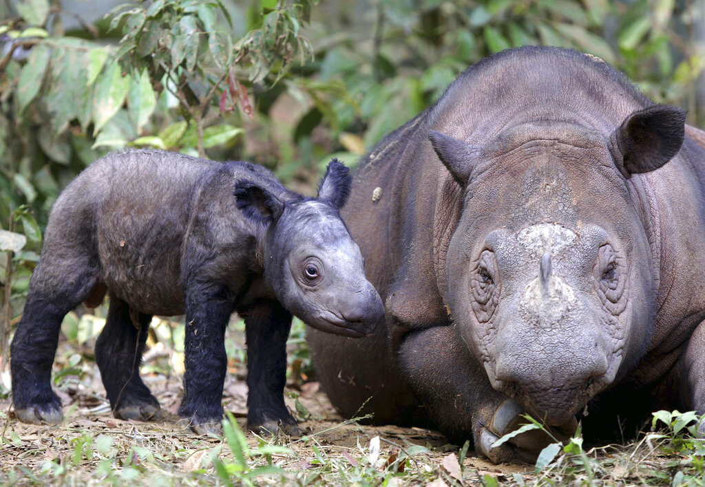 Rare Sumatran rhino born in Indonesia brings ‘hope for the species’