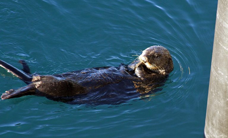 Sea otter stealing surfboards from California surfers wanted