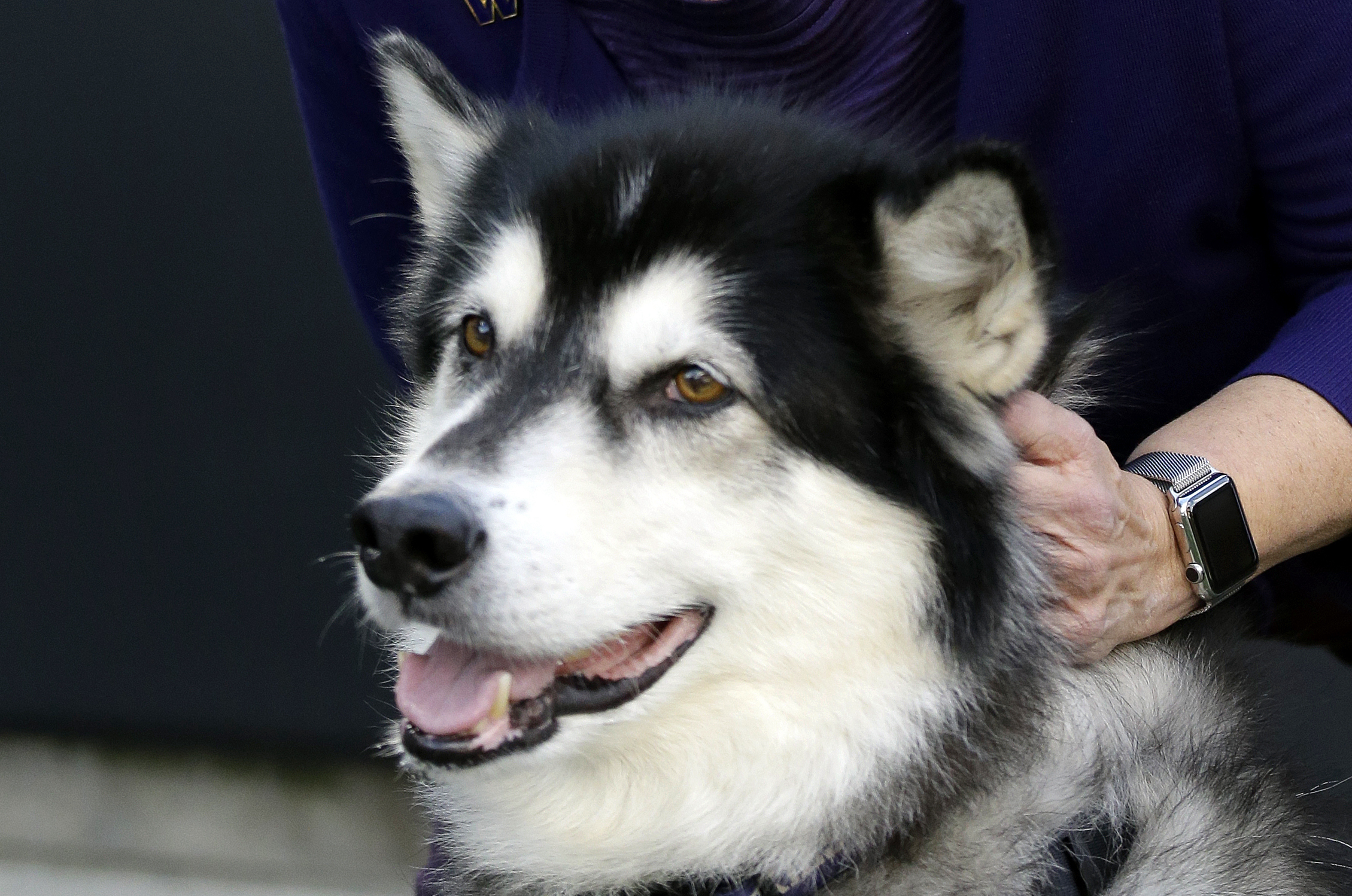 Husky gets poisoned by meth while on walk through homeless-infested San Jose