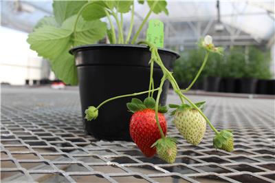 US companies unveil gene-edited strawberries, improving freshness and reducing waste