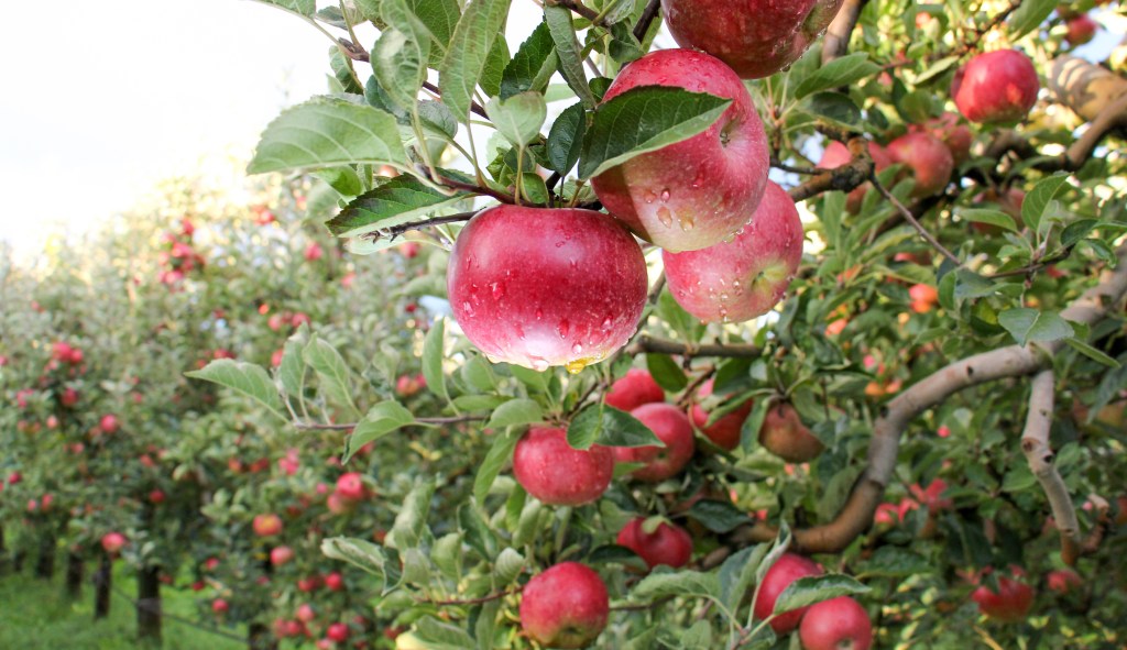 Families devastated after 22,000 apples stolen from orchard in Michigan