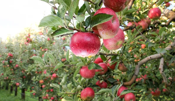 Families devastated after 22,000 apples stolen from orchard in Michigan