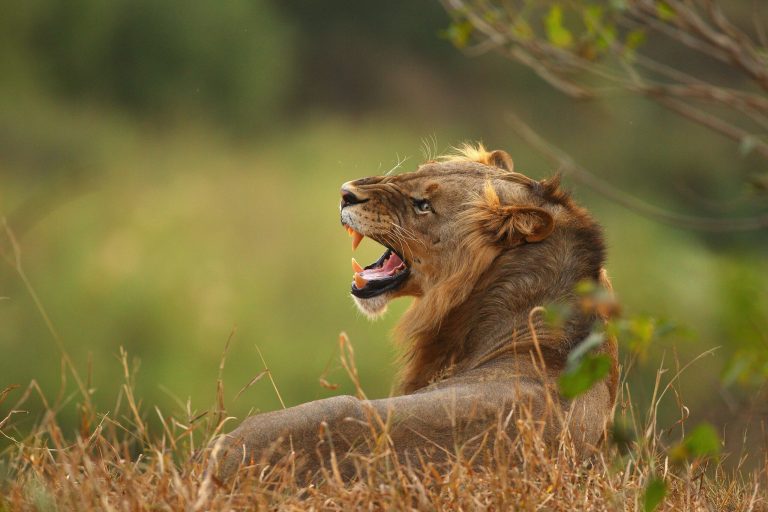 Between 1999 and 2013, about 5,763 wild-source lions just for hunting trophy purposes, according to the Humane Society of the United States.Â (Photo by Cameron Spencer/Getty Images)