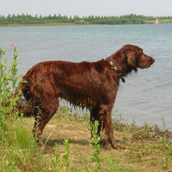 Why Your Dog Hates Obamacare, Wants Repeal