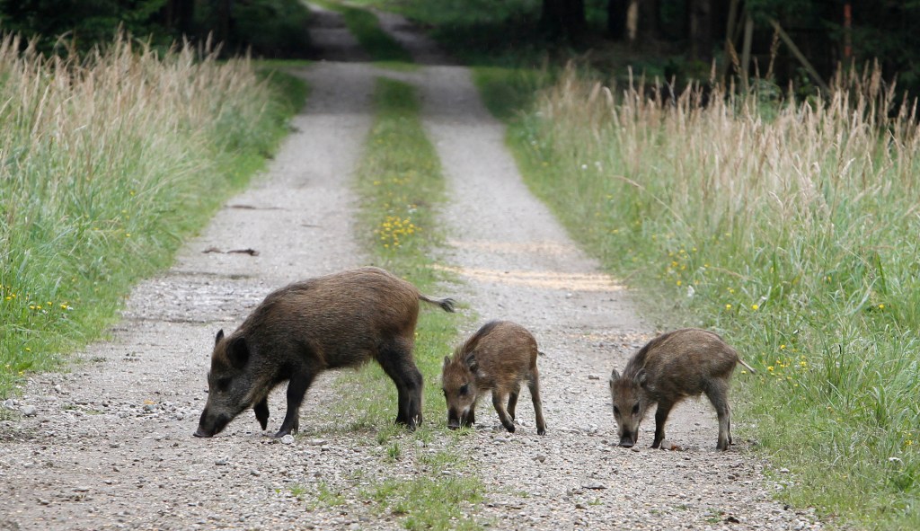 Why wild boars are worth hunting