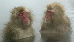 WATCHDOGS TODAY: Retired monkeys living it up on federal tab in Louisiana ‘Chimp Haven’