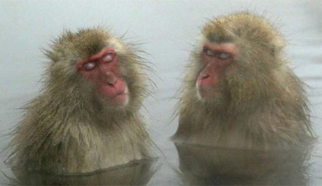 Sweet deal? They have to endure a few needles, occasional headache, maybe a pain or two here and there, but then Uncle Sam sends its research primates to a retirement home in Louisiana. (AP Photo)