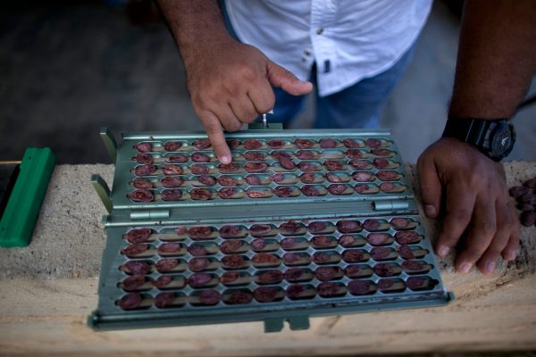 Venezuela chocolate king thrives despite controls