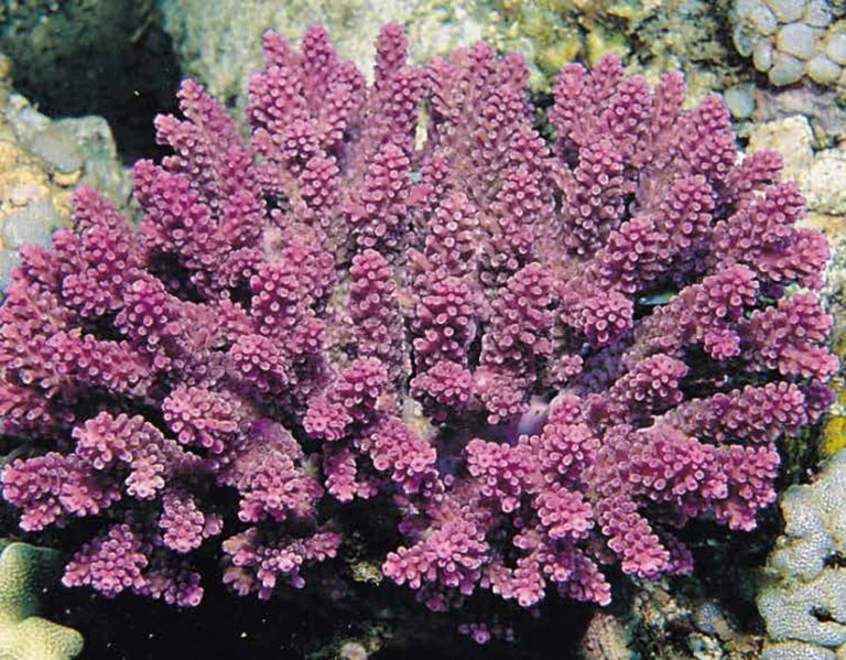 This undated handout photo provided by NOAA shows Acropora globiceps which occurs in the Indo-Pacific; within U.S. waters it occurs in Guam, Commonwealth of Northern Mariana Islands, Pacific Remote island areas and American Samoa. NOAA announced Wednesday it will afford Endangered Species Act protections to 20 coral species. All 20 species will be listed as threatened, none as endangered. Fifteen of the newly listed species occur in the Indo-Pacific and five in the Caribbean. (AP Photo/NOAA)