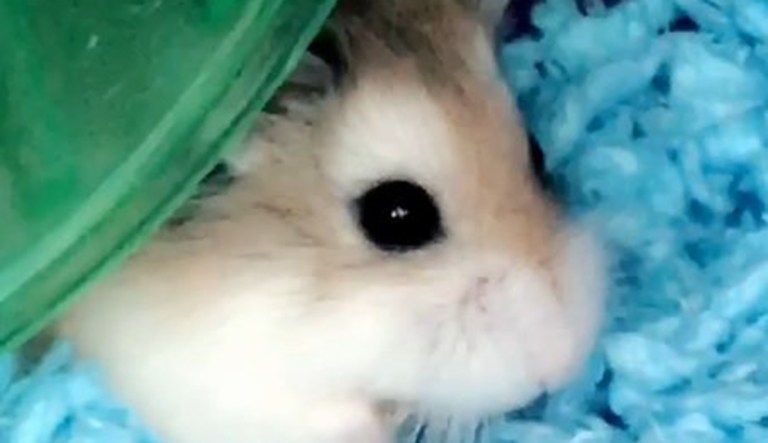 Belen Aldecosea says her hamster, Pebbles (pictured above), was denied entry onto her flight at the airport in Baltimore, Md. Aldecosea alleges that a Spirit Airlines employee then told her to flush Pebbles down the toilet, and now she's considering a lawsuit. (Twitter / David Ovalle)
