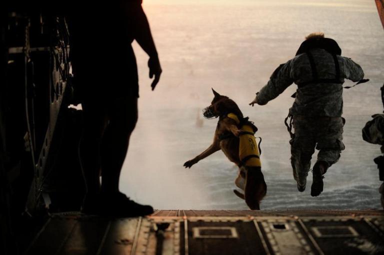 A U.S. Army soldier with the 10th Special Forces Group and his military working dog jump off the ramp of a CH-47 Chinook helicopter from the 160th Special Operations Aviation Regiment during water training over the Gulf of Mexico as part of exercise Emerald Warrior 2011 on March 1, 2011.