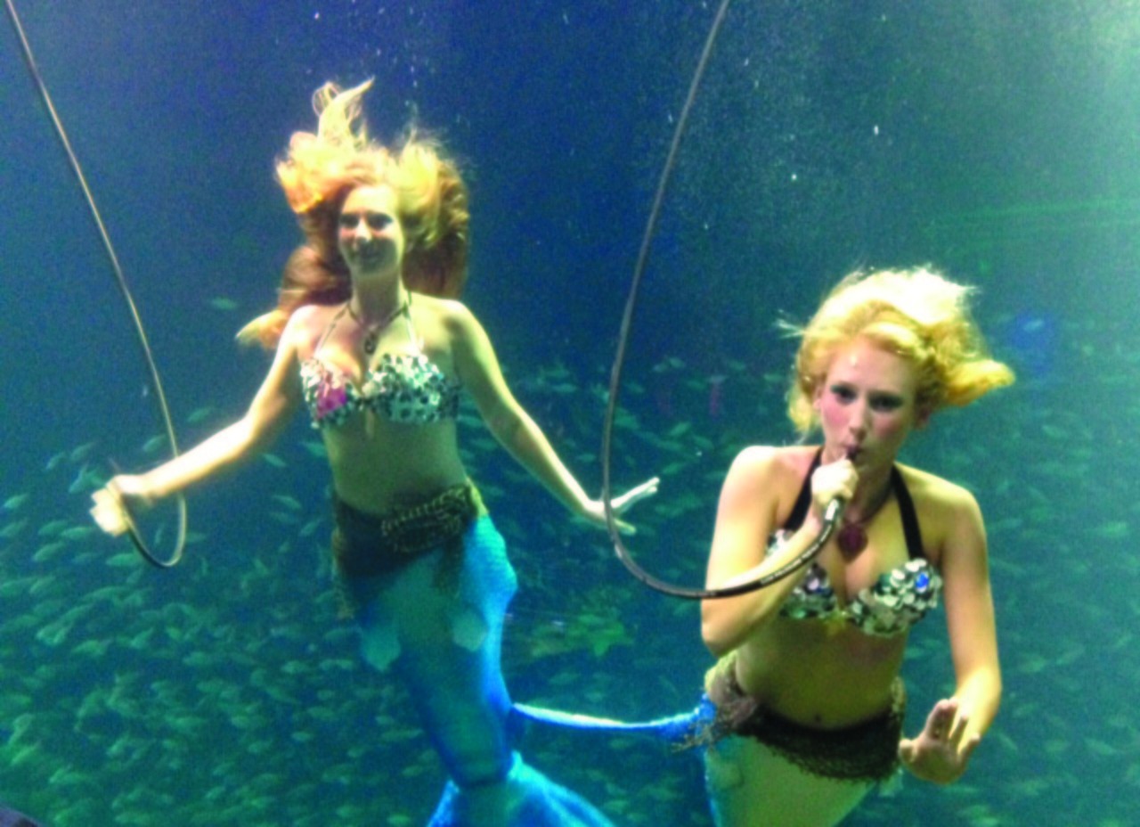 Mermaids awe at liquor lobby party