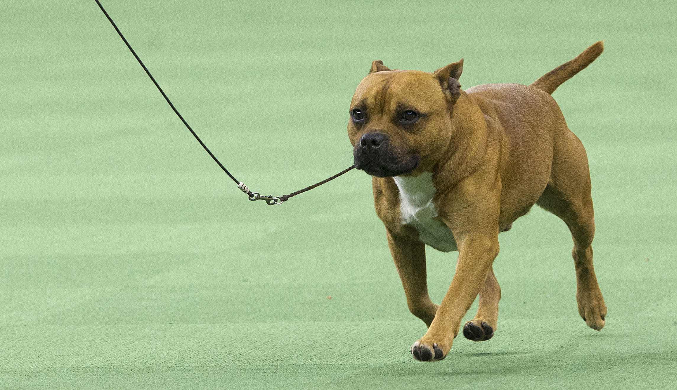 Dogs, crack cocaine, and the horror of drug addiction