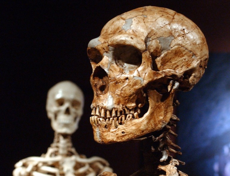TO GO WITH STORY BY FRANK JORDANS EUROPE NEANDERTHALS - FILE - This Jan. 8, 2003 file photo shows a reconstructed Neanderthal skeleton, right, and a modern human version of a skeleton, left, on display at the Museum of Natural History in New York.  Humans and Neanderthals may have coexisted in Europe for more than 5,000 years, providing ample time for the two species to meet and mix, according to new research. Using new carbon dating techniques and mathematical models, the researchers examined about 200 samples found at 40 sites from Spain to Russia.  (AP Photo/Frank Franklin II, FILE)