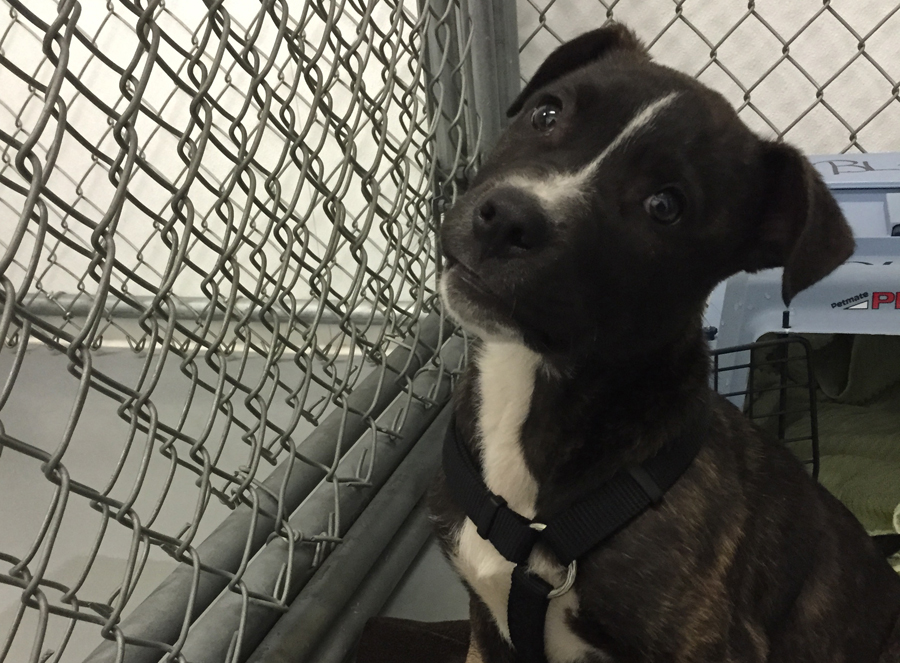 FBI starts tracking animal abuse cases