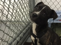 FBI starts tracking animal abuse cases