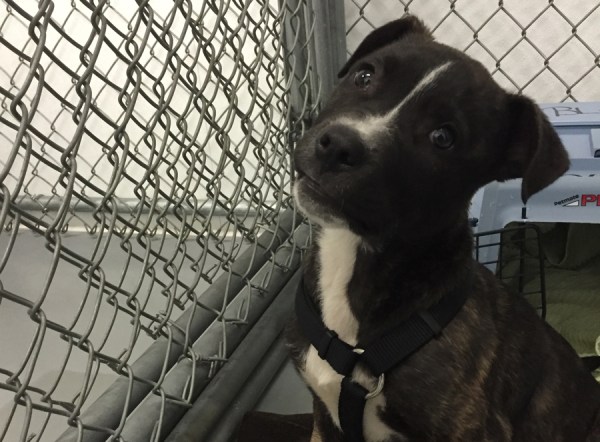 FBI starts tracking animal abuse cases