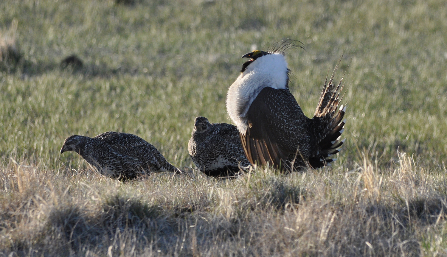 GOP senators slam ‘one size fits none’ administration plans for rebuilding sage grouse population