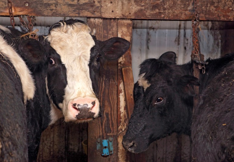 Government dairy subsidies that affect the cost of a gallon of milk are set to expire at the end of the year as farm-state lawmakers said Tuesday that they do not expect to have a new farm bill â or an extension of current law â before Jan 1. (AP/Grand Forks Herald, John Brose)