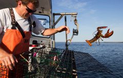 Feds weigh costly new regulation for Maine lobstermen