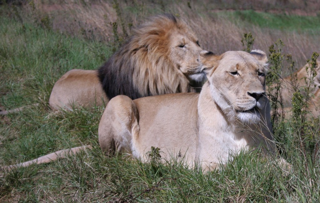 Study: Lion ranges, populations dropping in Africa