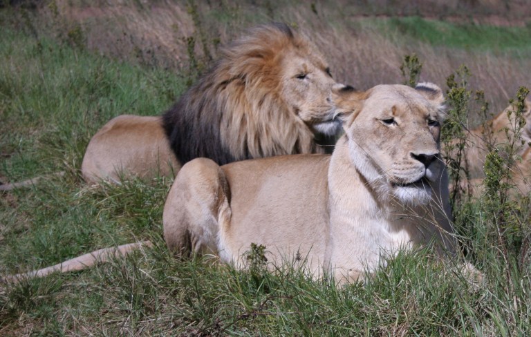  FILE - In this Saturday, April 10, 2010 file photon , a lion and lioness lay alongside one another in the Lion and Rhino Reserve near Johannesburg. The lions that roam Africa's savannahs have lost as much as 75 percent of their habitat in the last 50 years as humans overtake their land and the lion population dwindles, said a study released by researchers at Duke University Tuesday, Dec. 4, 2012.(AP Photo Carley Petesch-File)  