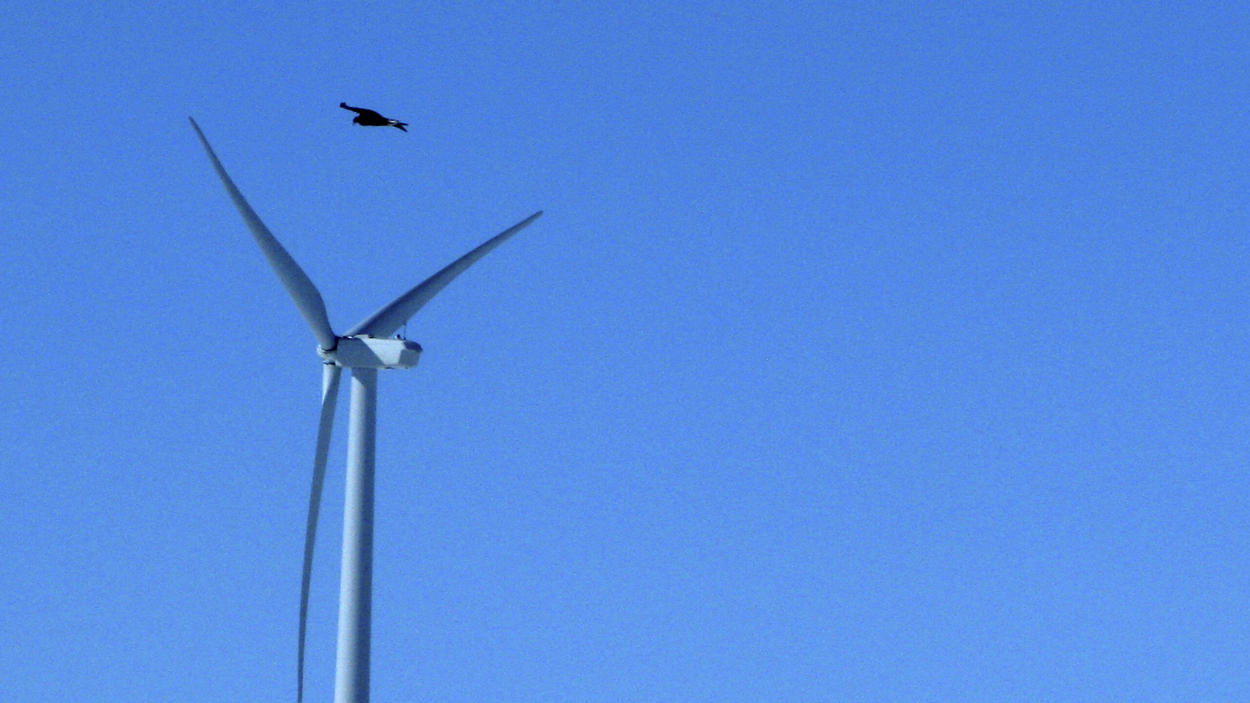 Obama administration finalizes rule on eagle killings by wind turbines