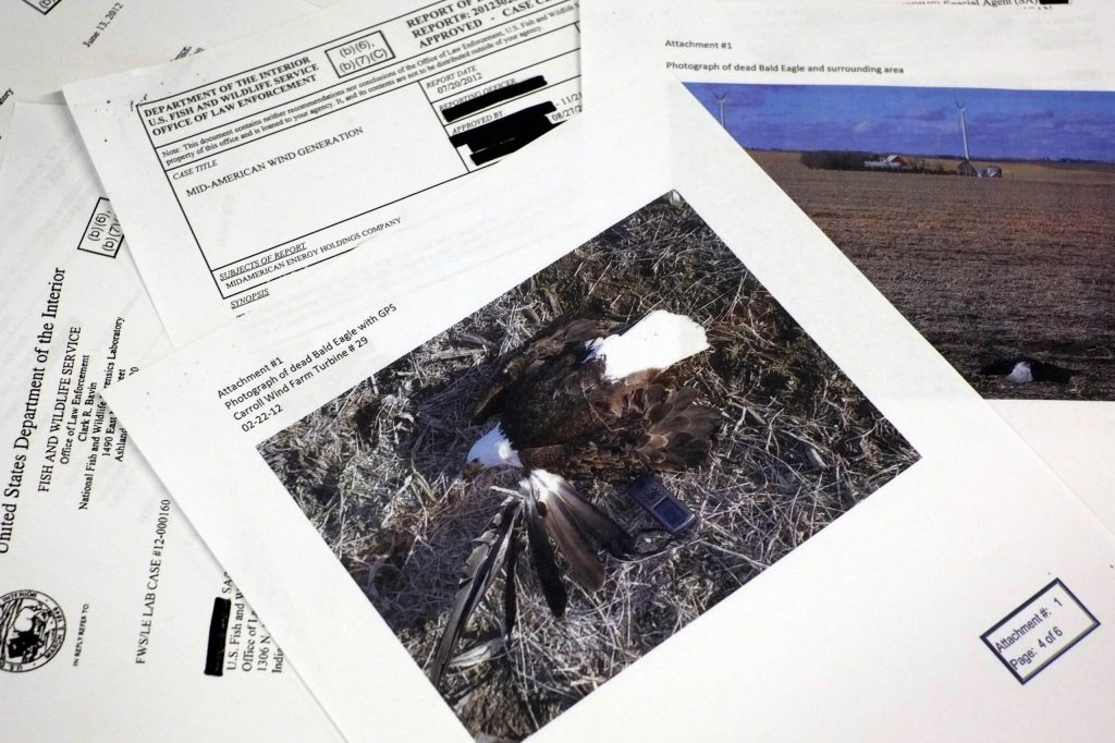 Study: Wind farms killed 67 eagles in 5 years