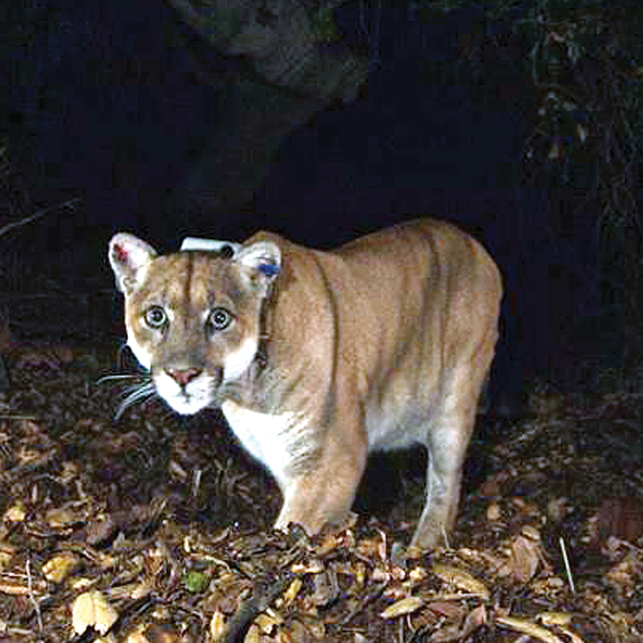 Big Cat Chow