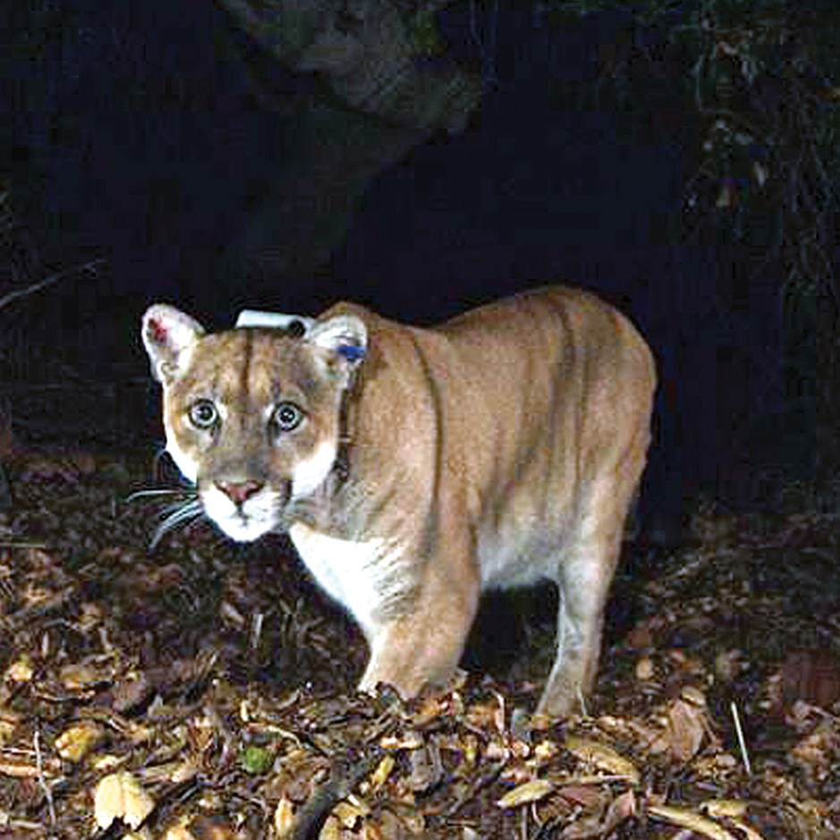 Big Cat Chow
