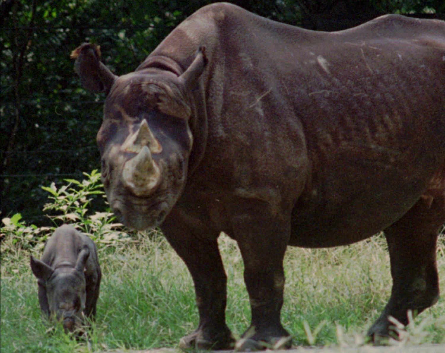 Feds burn $1 million worth of rhino horn