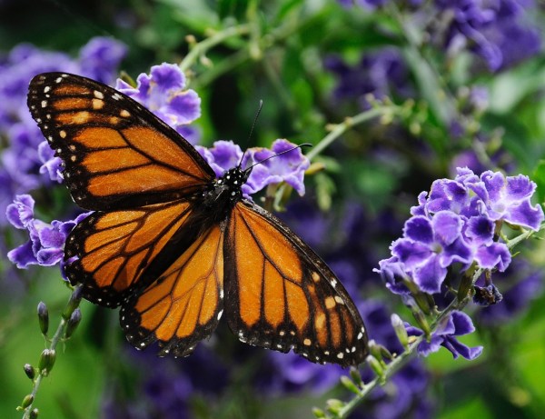 Monarch Mayhem: 91% of butterflies vanish, just 93 million of 1 billion left