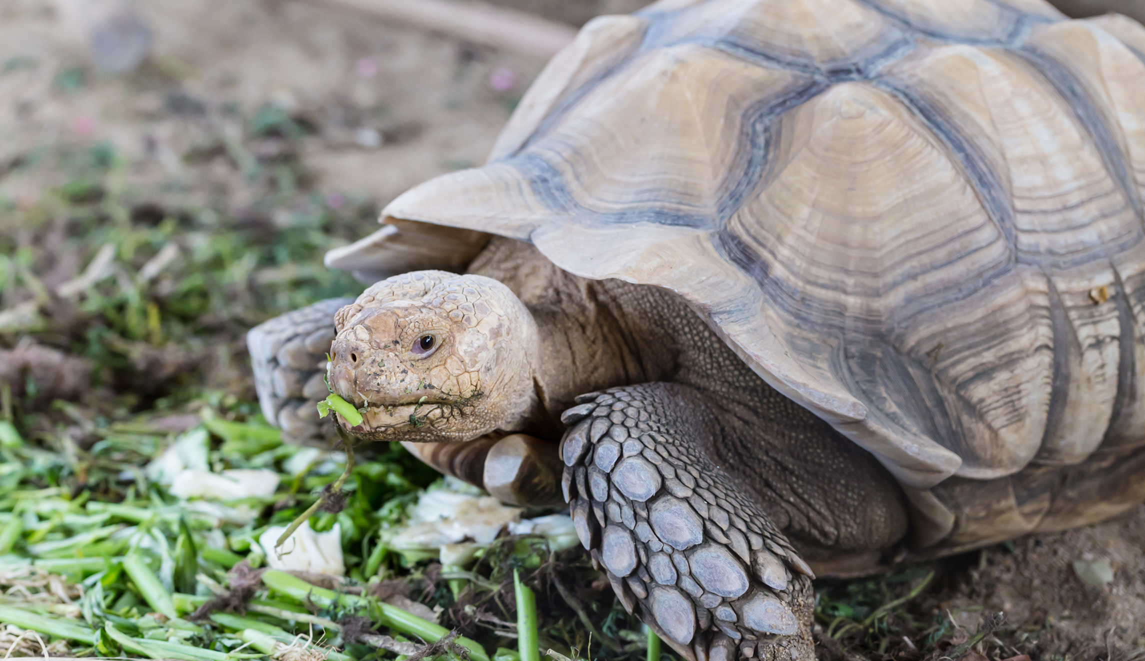 I have a tortoise and you should have one too