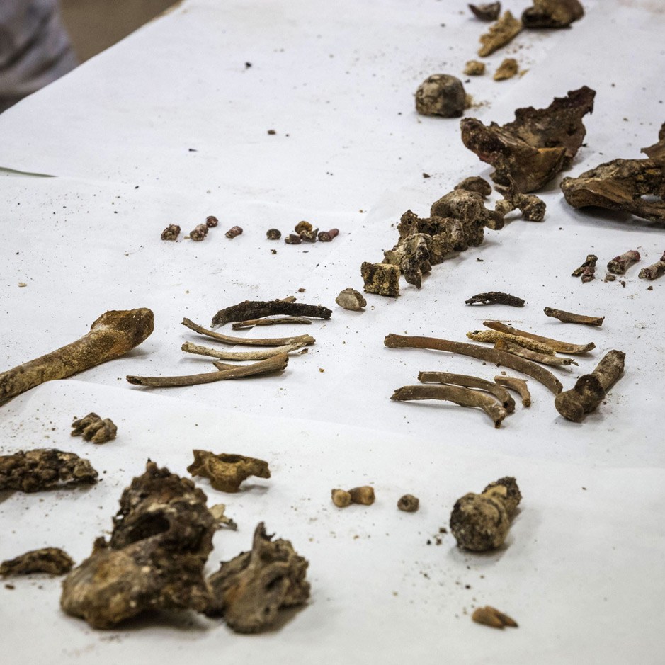 The Bones of Miguel